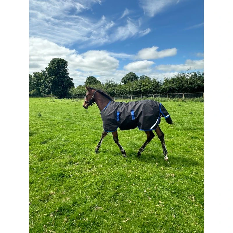Amigo Ripstop 900D Foal Turnout 50g - Black/Classic Blue 1 Amigo Ripstop 900D Foal Turnout 50g - Black/Classic Blue