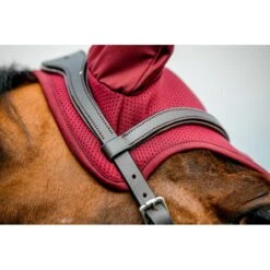 Amigo Earnet - Mulberry -Tack Of The Day Store 836262 800 800