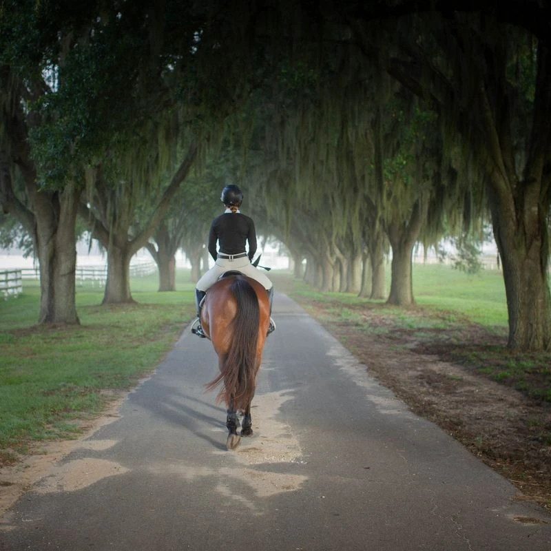 Equinavia Women's Sara Perforated Long Sleeved Show Shirt - Black 4 Equinavia Women's Sara Perforated Long Sleeved Show Shirt - Black - Image 4